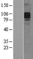 GCSF Receptor (CSF3R) Human Over-expression Lysate