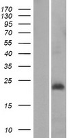 MRPL30 Human Over-expression Lysate