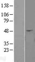 Angiopoietin like 4 (ANGPTL4) Human Over-expression Lysate