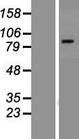 VR1 (TRPV1) Human Over-expression Lysate