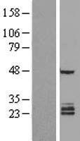 FAM3B Human Over-expression Lysate