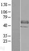 ANTXR2 Human Over-expression Lysate