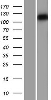 Myosin 1C (MYO1C) Human Over-expression Lysate