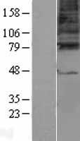 GABRG3 Human Over-expression Lysate