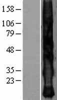 KRTAP2-4 Human Over-expression Lysate