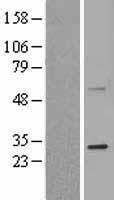 RANKL (TNFSF11) Human Over-expression Lysate