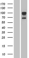 ORAI1 Human Over-expression Lysate