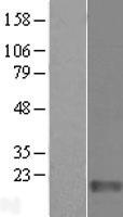 FAM136A Human Over-expression Lysate