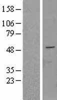 FAPP2 (PLEKHA8) Human Over-expression Lysate