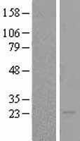 BOK Human Over-expression Lysate