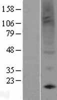 Prokineticin 1 (PROK1) Human Over-expression Lysate