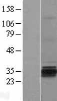 GSG1 Human Over-expression Lysate