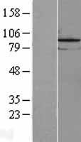 REXO5 Human Over-expression Lysate