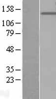 GLEPP1 (PTPRO) Human Over-expression Lysate
