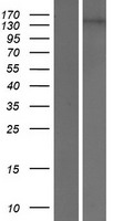 EHMT1/GLP (EHMT1) Human Over-expression Lysate