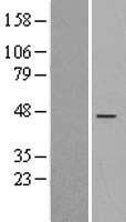 RIC3 Human Over-expression Lysate