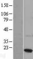 IFNA13 (IFNA1) Human Over-expression Lysate