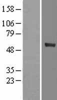 CYP4F12 Human Over-expression Lysate