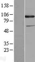 CDCP1 Human Over-expression Lysate