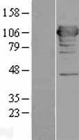 MICAL1 Human Over-expression Lysate