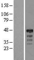 MIIP Human Over-expression Lysate