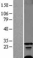 FXYD1 Human Over-expression Lysate