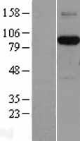AFAP (AFAP1) Human Over-expression Lysate