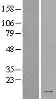 SPINK2 Human Over-expression Lysate