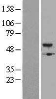 BMP5 Human Over-expression Lysate