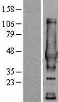 NDRG4 Human Over-expression Lysate