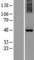 ALG1 Human Over-expression Lysate
