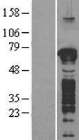 GFOD1 Human Over-expression Lysate