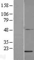 SDHAF2 Human Over-expression Lysate