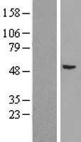 Argonaute 4 (AGO4) Human Over-expression Lysate