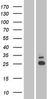 SHISA5 Human Over-expression Lysate