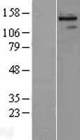 REV1 Human Over-expression Lysate