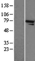 Apc5 (ANAPC5) Human Over-expression Lysate