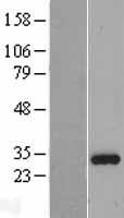 ING4 Human Over-expression Lysate