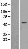 ASB3 Human Over-expression Lysate