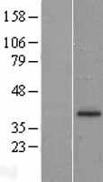 Langerin (CD207) Human Over-expression Lysate