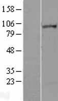 Lipin 2 (LPIN2) Human Over-expression Lysate