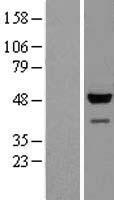 GAPDHS Human Over-expression Lysate