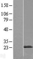 CNPY2 Human Over-expression Lysate