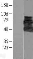 HIP55 (DBNL) Human Over-expression Lysate