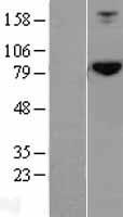 HOOK2 Human Over-expression Lysate