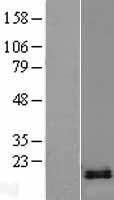 DNAJC15 Human Over-expression Lysate