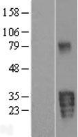 Kallikrein 5 (KLK5) Human Over-expression Lysate