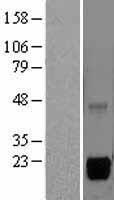 MSRB2 Human Over-expression Lysate