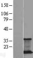 JM4 (PRAF2) Human Over-expression Lysate