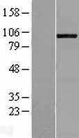 ADAMTS8 Human Over-expression Lysate